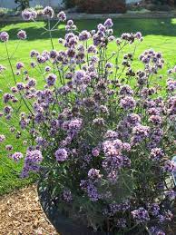 There's something magically magnetic about its flowers. Look For The Meteor Shower Verbena Rotary Botanical Gardens