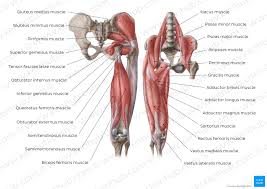 Human muscle system, the muscles of the human body that work the skeletal system, that are under voluntary control, and that are concerned with movement, posture, and balance. Hip And Thigh Muscles Anatomy And Functions Kenhub