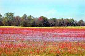Executors and administrators have many legal duties under georgia probate law. Georgia Heirs Property Law Center Linkedin