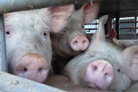There are over 48 animal transport careers waiting for you to apply! Our Organisation Animals Angels