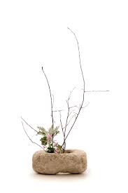 It is certainly an unusual one to find as a bonsai. Use Astonishing Curly Willow Branches To Dramatize To Your Home Craft Cue