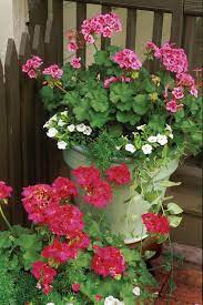 Rx Plant Geraniums In Containers Container Flowers Container Gardening Geraniums In Containers