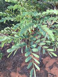 Image result for Burkea africana