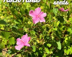 Image result for Acacia lasiopetala