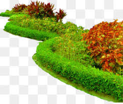 Hedge Png Hedgehog Cute Hedgehog Hedge Wall Hedge Plants Flowering Hedges Cleanpng Kisspng Download transparent hand vector png for free on pngkey.com. hedge png hedgehog cute hedgehog