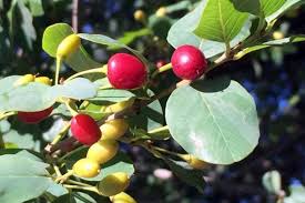 Image result for Berchemia zeyheri