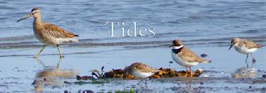 tides maine birding trail