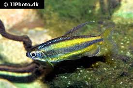 This page was last edited on 17 december 2019, at 01:51. Phenacogrammus Aurantiacus Kongosalmler Gold Aqzeno Aquaristik Zentrum Nord