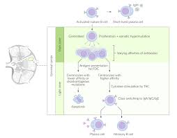 Adaptive Immune System Knowledge Amboss