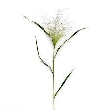 Image result for Panicum infestum