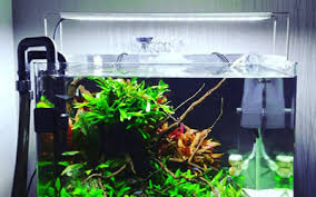 10 Best 5 Gallon Aquarium Kits Updated 2020 Aquariumnexus