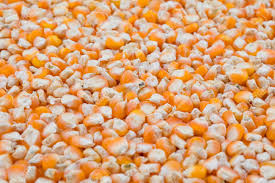 Hybrid maize seed available by glowdot4: Healthy Dried Corn Seeds Also Know As Makki Maize Seed Or Corn Stock Photo Picture And Royalty Free Image Image 102325950