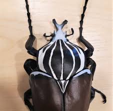 Image result for Monosis conferta