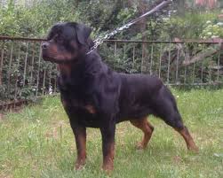 Check spelling or type a new query. Von Warterr Rottweilers German Rottweiler Breeder