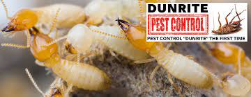 Abetta pest control in port macquarie specialise in providing a safe, reliable and prompt pest control service. Dunrite Pest Control Port Macquarie Coffs Harbour Pest Control