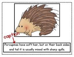 Nonfiction Text Features Writing Captions Nonfiction Texts Text Features Nonfiction Text Features