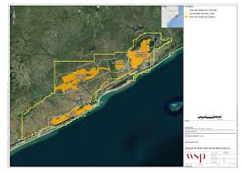 Image result for Siphonochilus kilimanensis