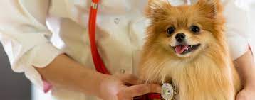 Can Dogs Live With Congestive Heart Failure Wag