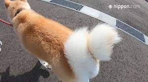 動画】秋田犬「つばき」のしっぽは二重巻き／秋田・男鹿 | nippon.com