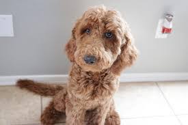 Cavapoo puppies are excellent with children of all ages. 4 Best Cavapoo Breeders In Arizona 2021 We Love Doodles