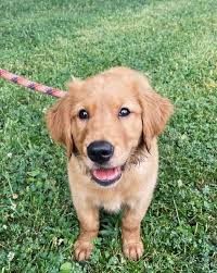 🌟🐾 Meet LunAmazing, our incredible Golden Retriever! 🐾🌟This brave  Golden nugget is not just a bundle of joy but also a true adventurer at  heart. She absolutely loves endless walks and outdoor