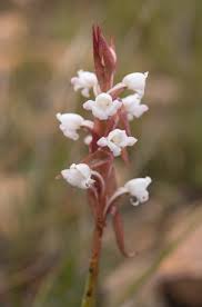 Image result for Pteronia acuminata