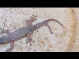 Terungkap Berbagai Manfaat Ekor Cicak Bercabang Sebagai Jimat Keberuntungan Youtube