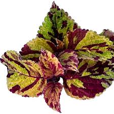 Image result for Coleus foliatus