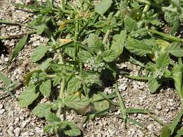 Image result for Heliotropium supinum