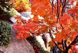 Dann ist es an der zeit, an den schutz empfindlicher pflanzen zu denken. Ein Schoner Garten Im Herbst Mit Diesen 11 Ideen Gelingt Er