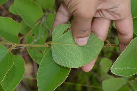 Image result for Polhillides velutina