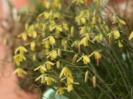 Image result for Albuca nigritana