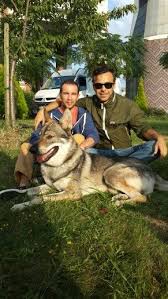 Istanbul Kopek Egitim Pansiyon Ve Gezdirme Hizmeti Www Istanbulkopekegitimi Com 0555 529 72 45 Goruntuler Ile Kopek Egitimi Kopek Egitim