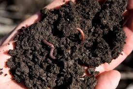 We did not find results for: Earthworm Poo Black Gold Best All Natural Organic Fertilizer