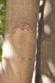 Image result for Heywoodia