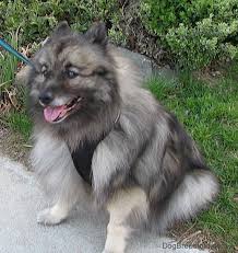 Keeshond Dog Breed Information And Pictures