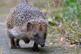 Sobald es kälter wird, ziehen. Igel Nabu Berlin