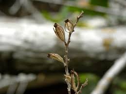 Image result for Polystachya bicarinata