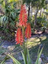 Image result for Aloe arborescens × inyangensis
