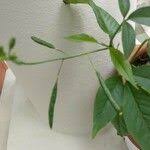 Image result for Cleome aculeata