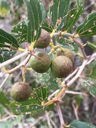 Image result for Ziziphus