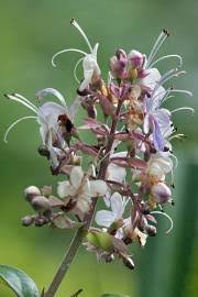 Image result for Rotheca wildii