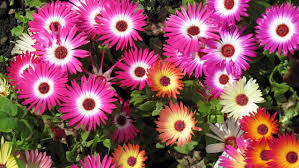 We did not find results for: Plants Livingstone Daisy Mixed Colors Scientific Name Dorotheanthus Bellidiformis Born On The Cape Peninsula In South Africa Wallpapers13 Com
