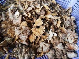 Bibit kencur dapat diperoleh dari rimpang yang sudah tua, bibit dapat ditanam dengan 2 cara yaitu langsung ditanam atau ditunaskan. Cendawan Kukur Lemak Cili Api