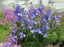 Image result for Platycodon