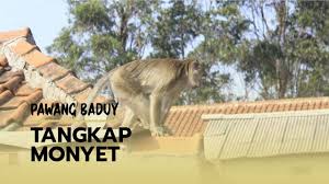 Jas hujan baru beli sudah sobek? Mengenal Surili Monyet Pemakan Daun Yang Terancam Punah Pernah Jadi Maskot Pon Di Jabar Tribun Jabar