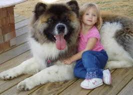 404 Page Not Found Akita Puppies Akita Dog Huge Dogs