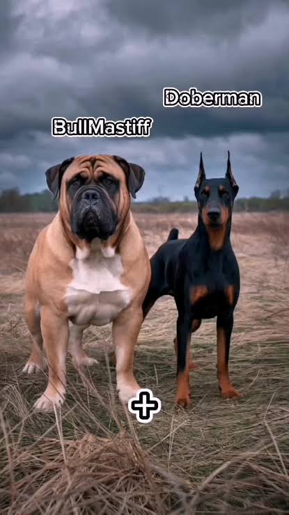 Bullmastiff Doberman Mix traits by Farmpally 