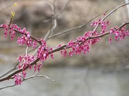Check spelling or type a new query. Pittsburgh S Redbud Project Outside My Window