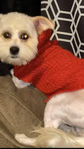 Rescue/Lost & Found Animals of West Texas